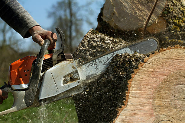 Why Choose Our Tree Removal Services in Fort Wright, KY?